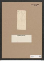 Navicula sp. (de-Toni-Nr.: Genus 1) Zeichnungen Sammlung Grunow Nr. 1334 (NHMW-BOT-W0368265)